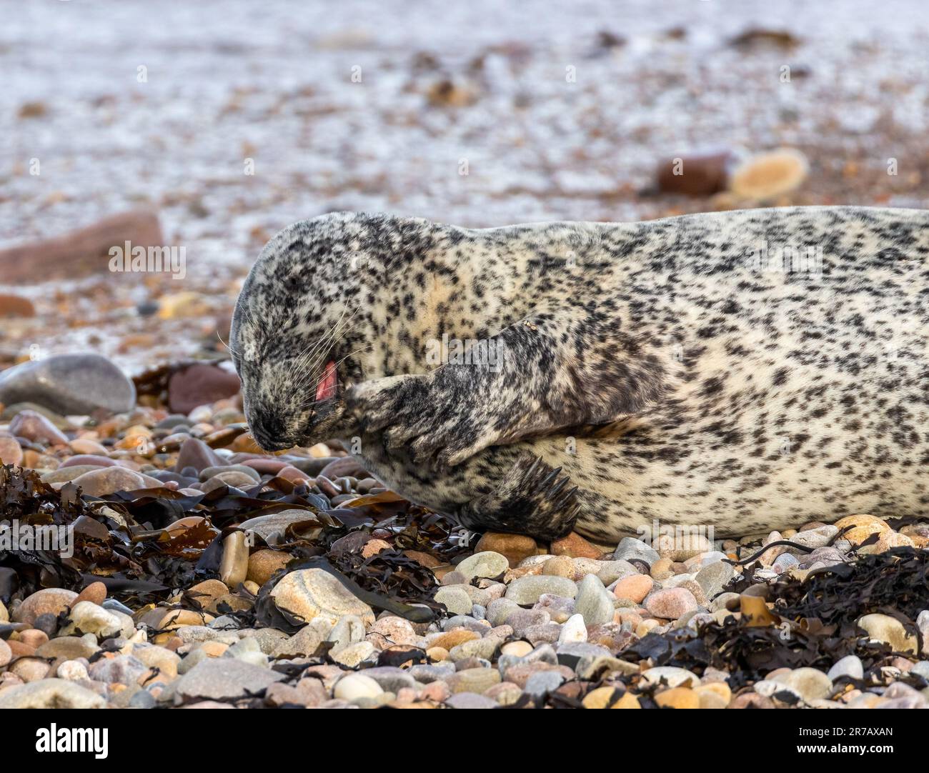 A seal resting in a natural habitat of rocks and seaweed, with a ...