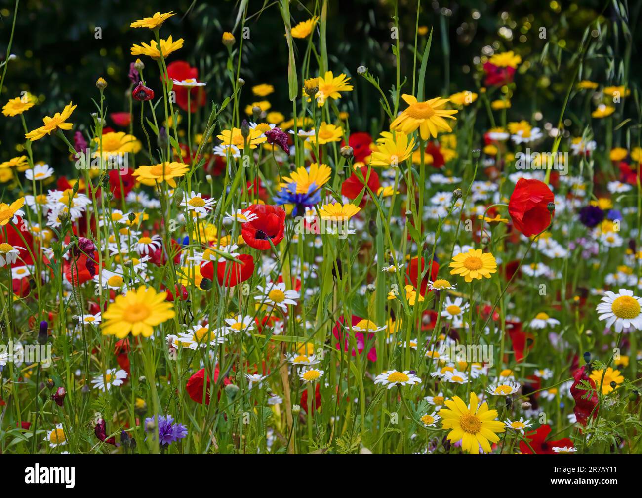 Mix of wildflowers hi-res stock photography and images - Alamy