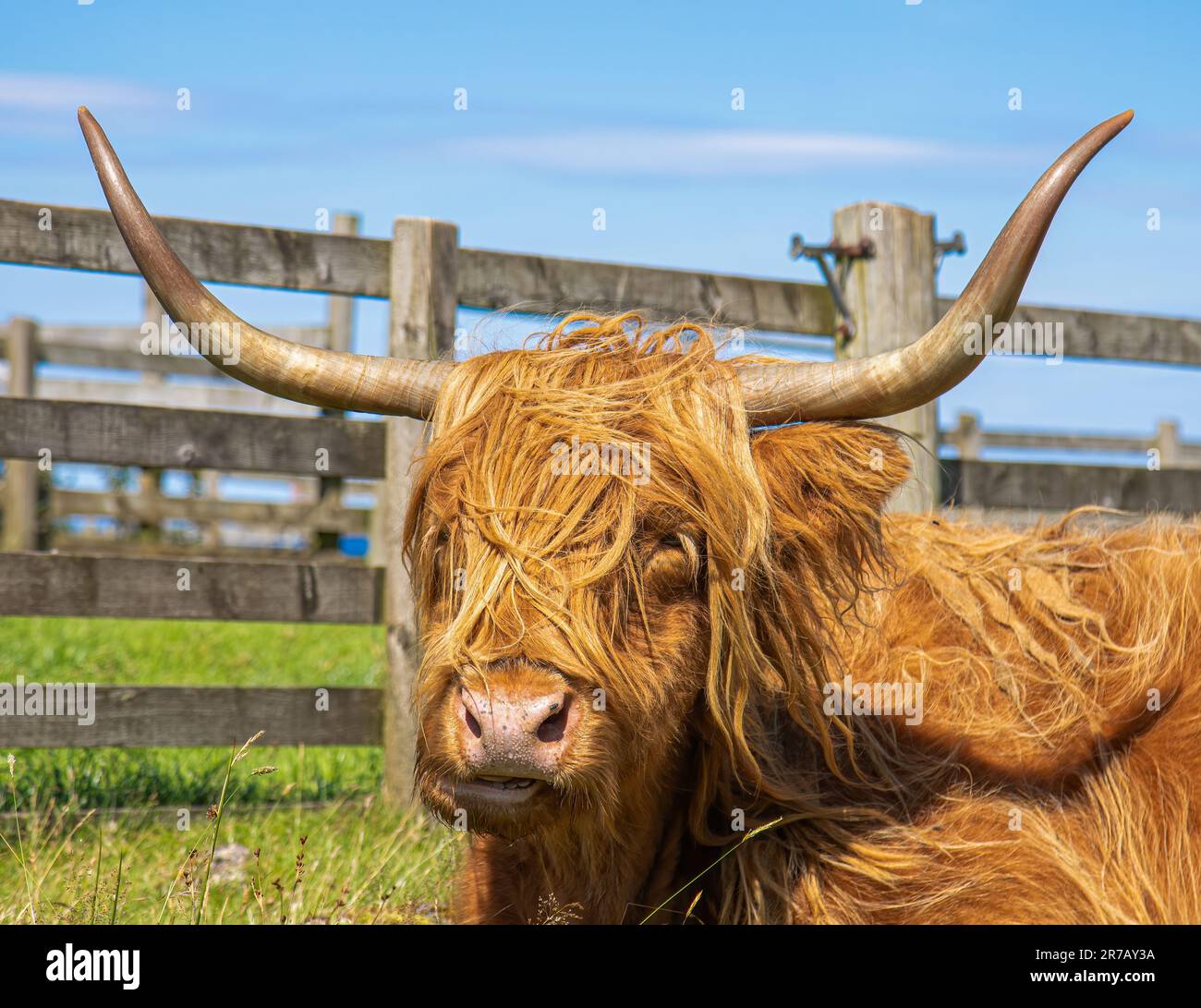 A fluffy brown highland cattle enjoying the sunshine in the green field ...