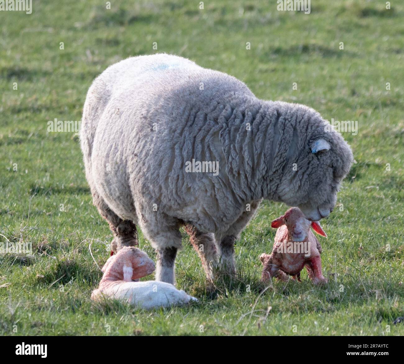 A mother sheep giving birth to twin lambs in the green field Stock Photo