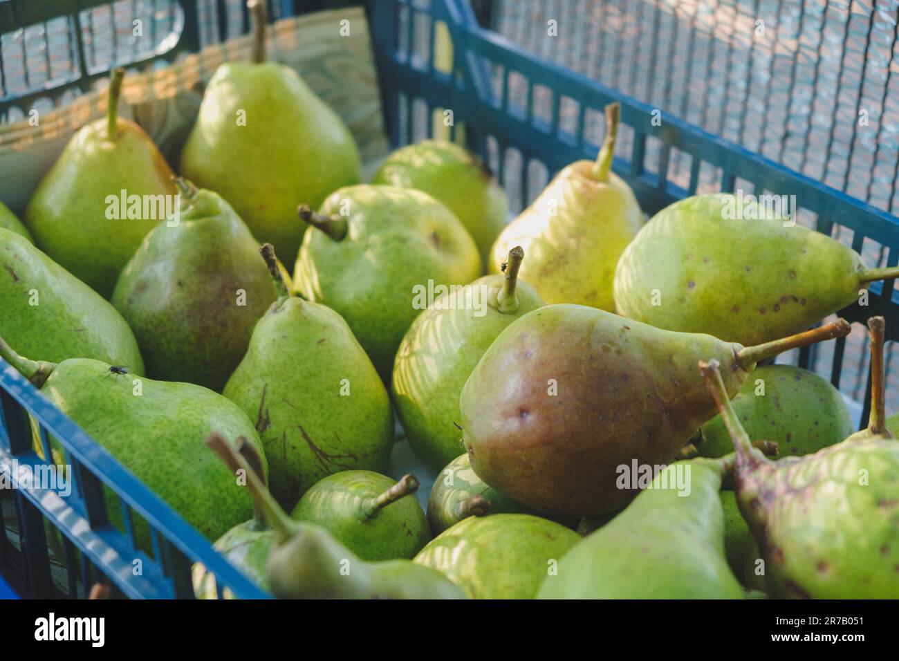 Pears in a basket, Large Group, Background Stock Photo