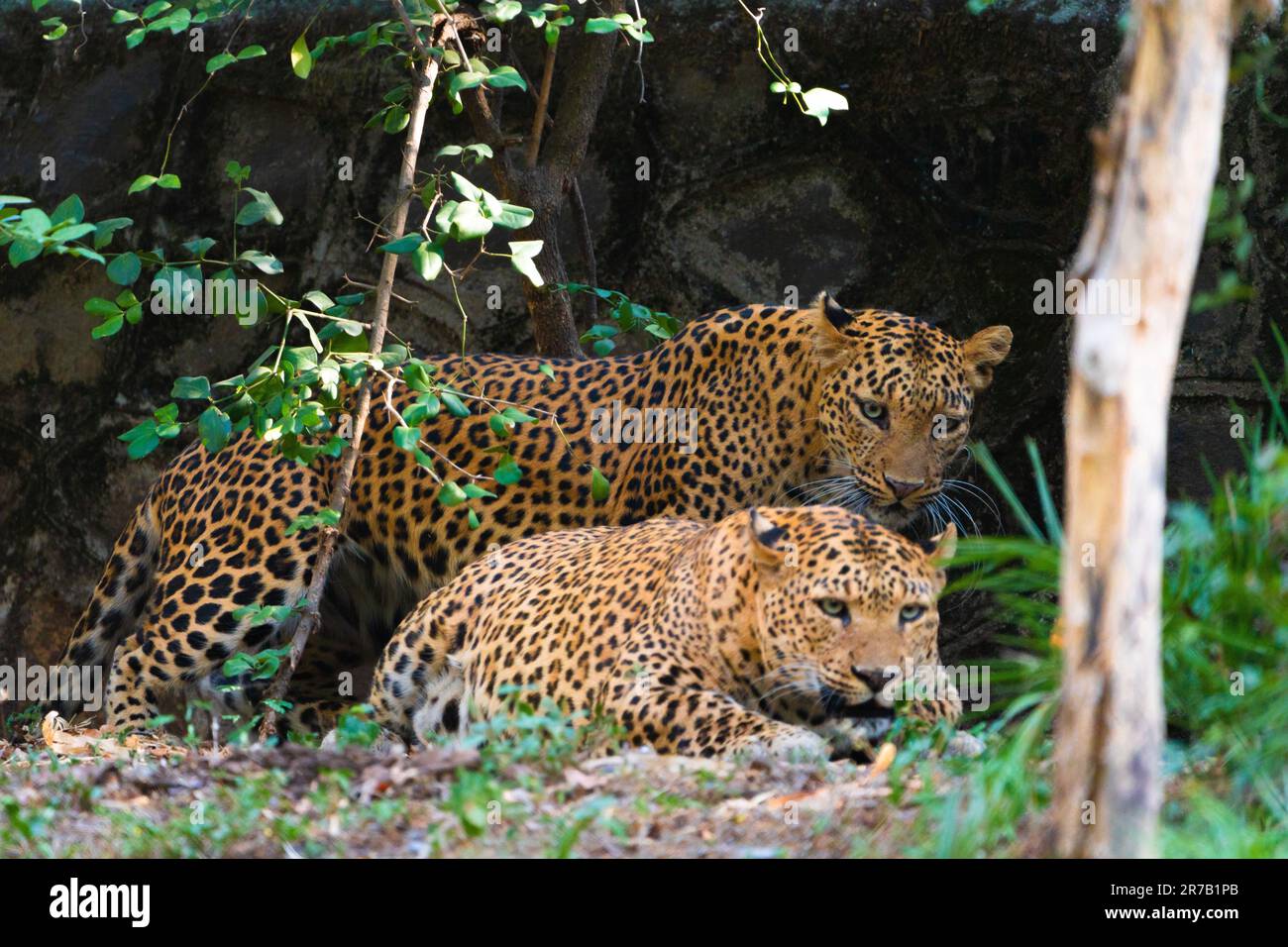 Two leopards resting on hi-res stock photography and images - Alamy