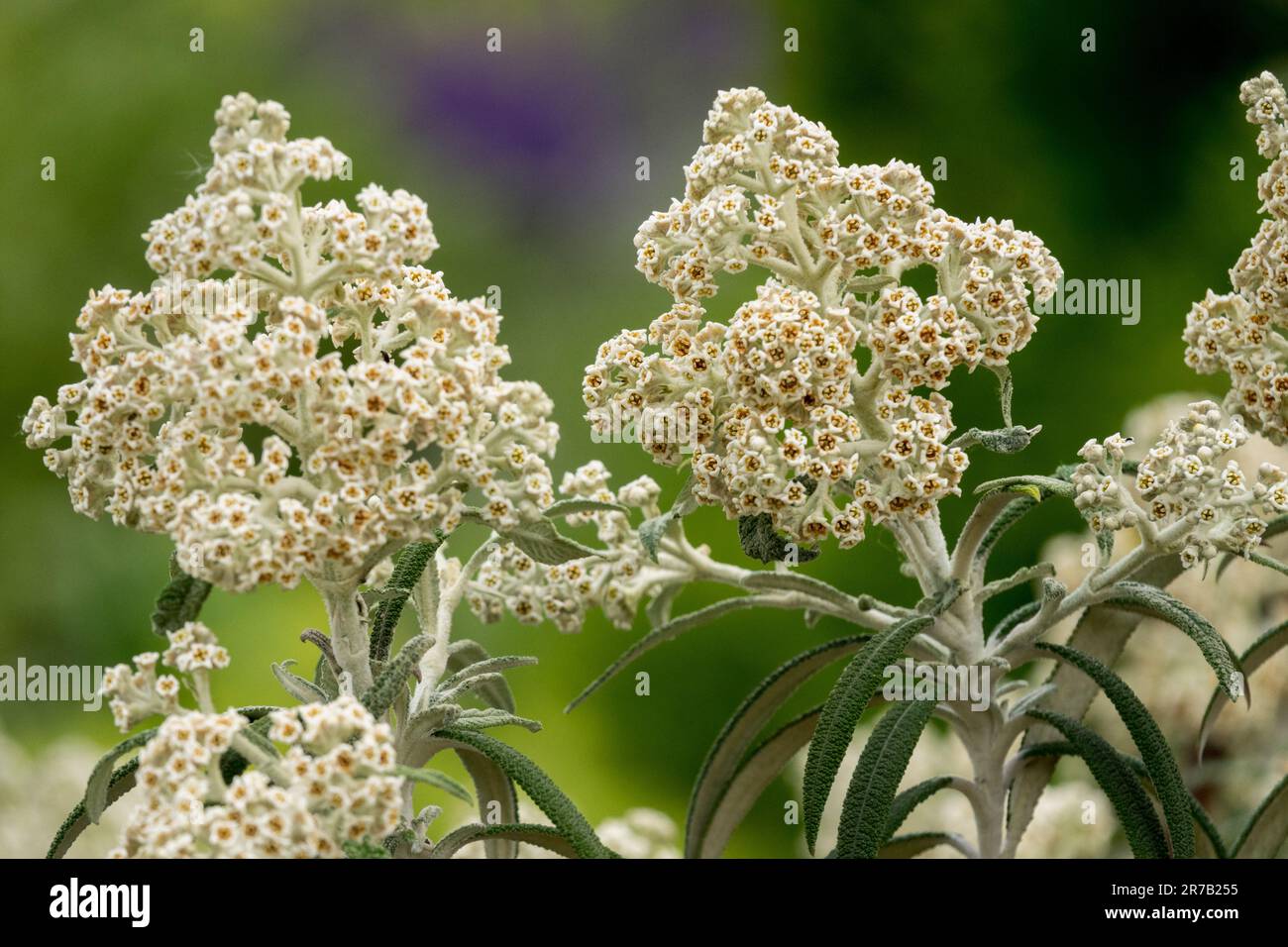 Buddleia loricata, Flowering, Shrub Stock Photo