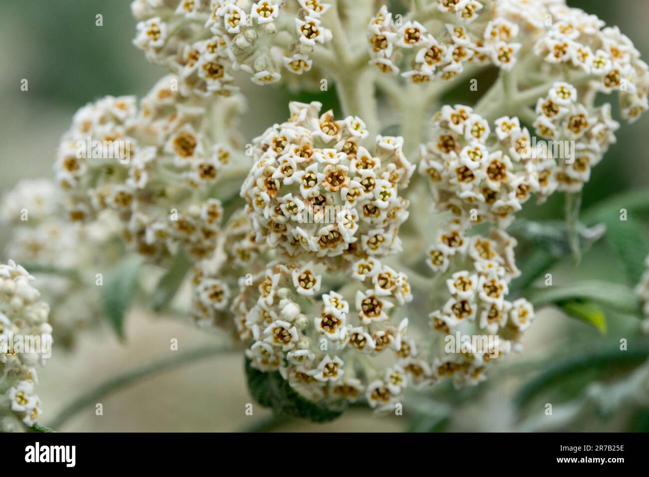 Close up, Buddleja loricata, Creamy-White, Flower Stock Photo
