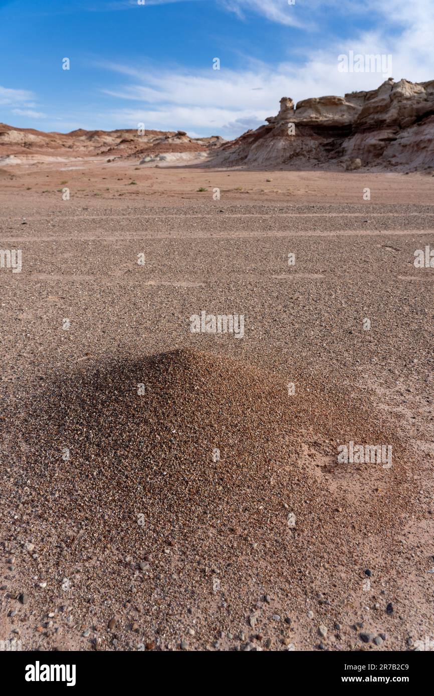 An ant mound of Western Harvester Ants, Pogonomyrmex occidentalis, in