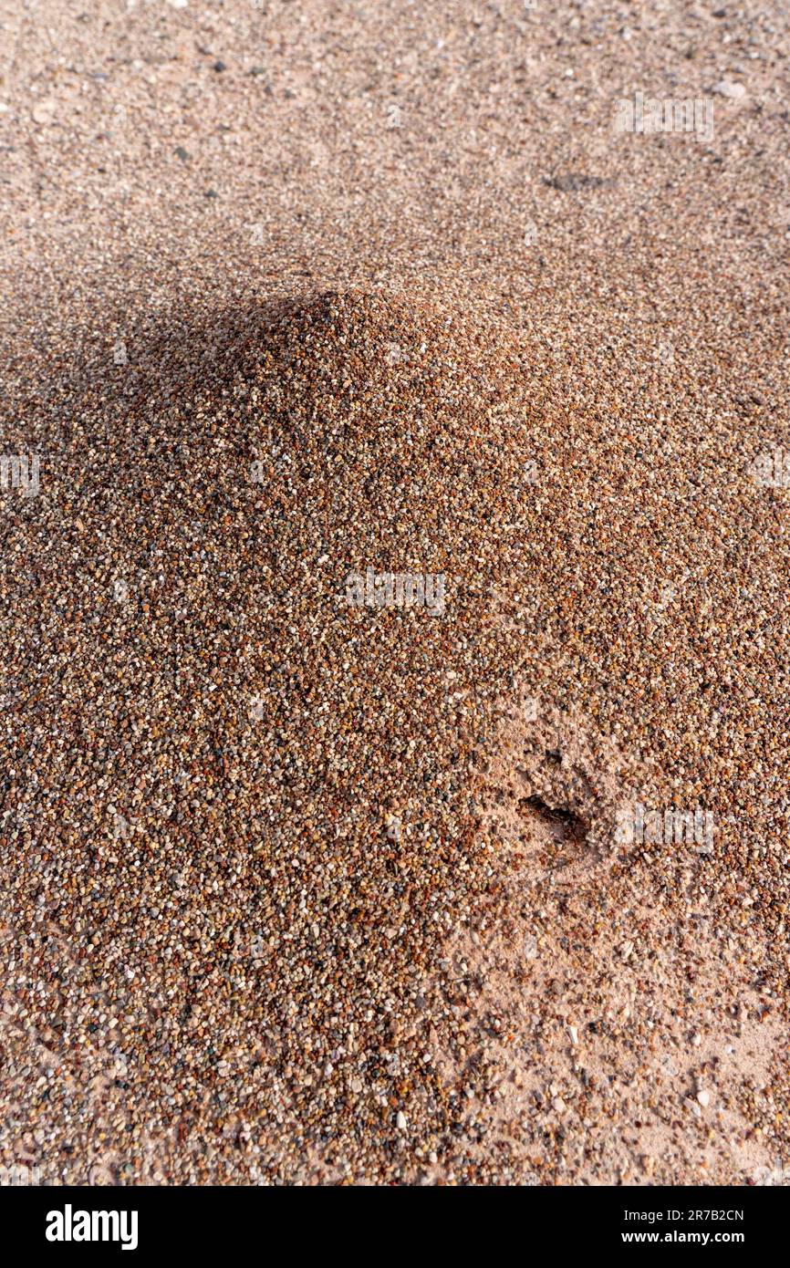 An ant mound of Western Harvester Ants, Pogonomyrmex occidentalis, in