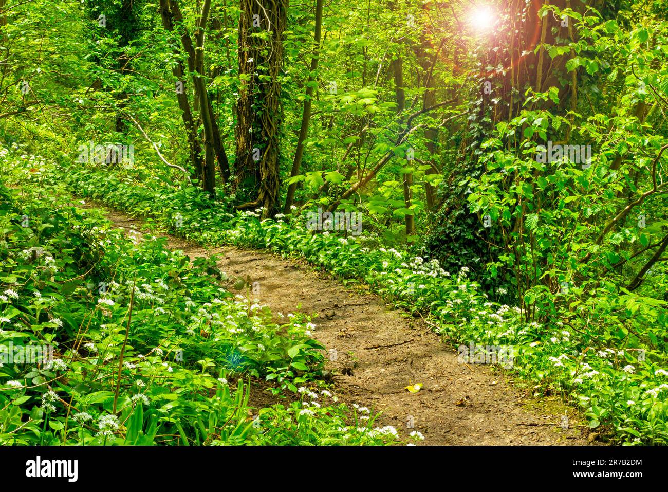 Woodland path at Lovers Walk on the cliffs above Matlock Bath in the Derbyshire Peak District England UK Stock Photo