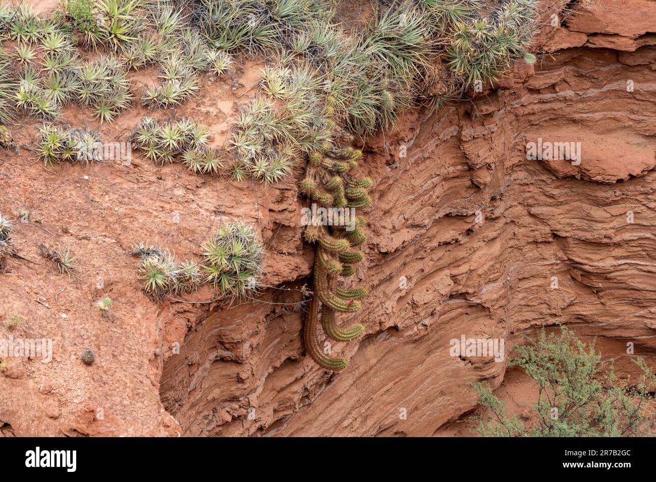 An Argentine Giant Cactus, Trichocereus candicans, growing over a cliff in Sierra de las Quijadas National Park, Argentina. Stock Photo