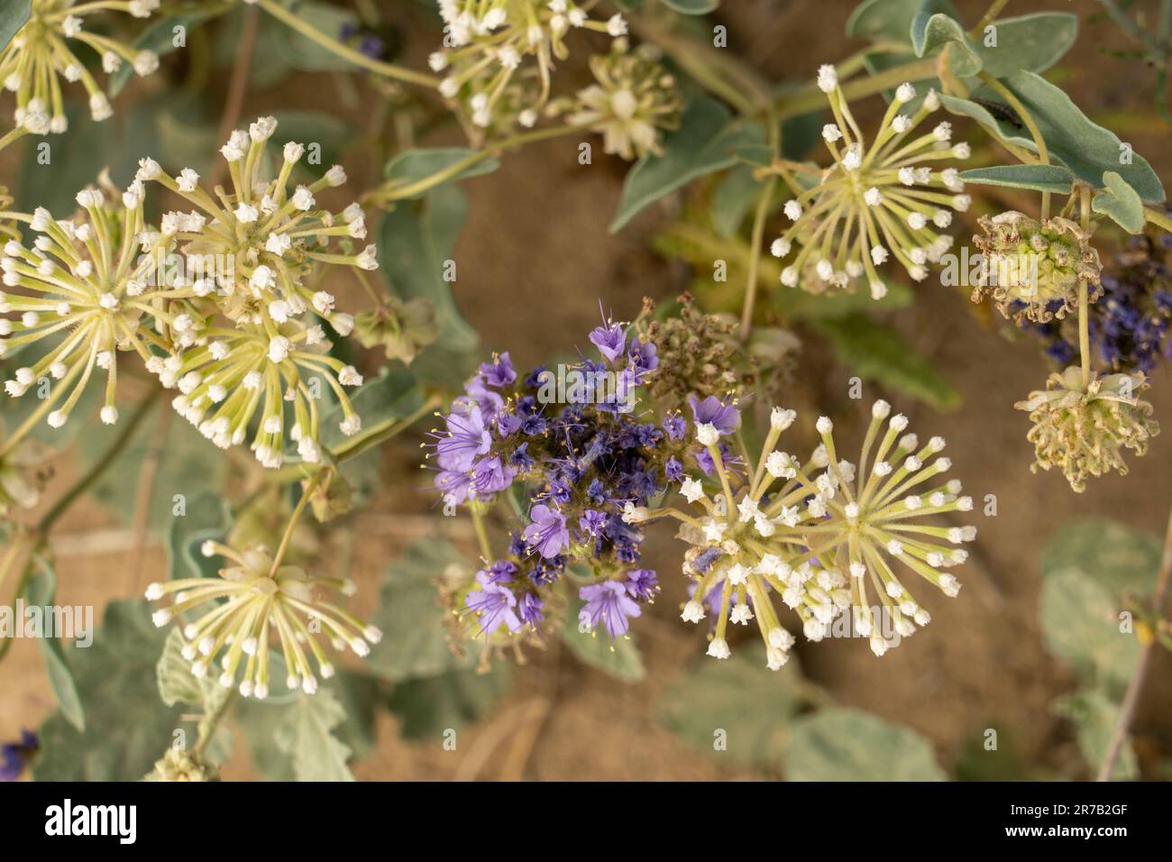 Fragrant White Sand Verbena & Common Scorpionweed blooming in the Caineville Desert near Hanksville, Utah. Stock Photo