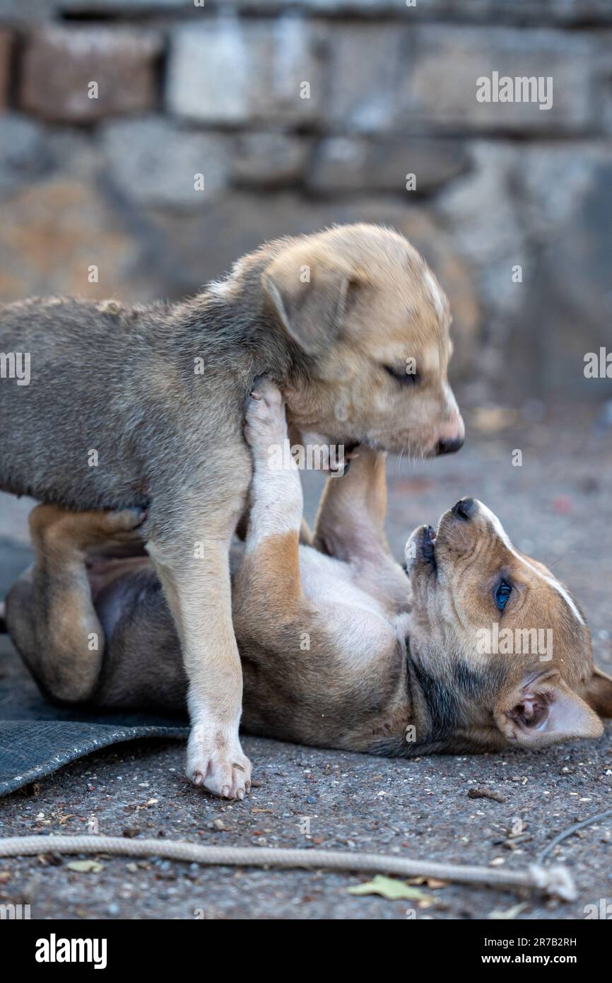 The two small dogs playing with each other in the street Stock Photo ...