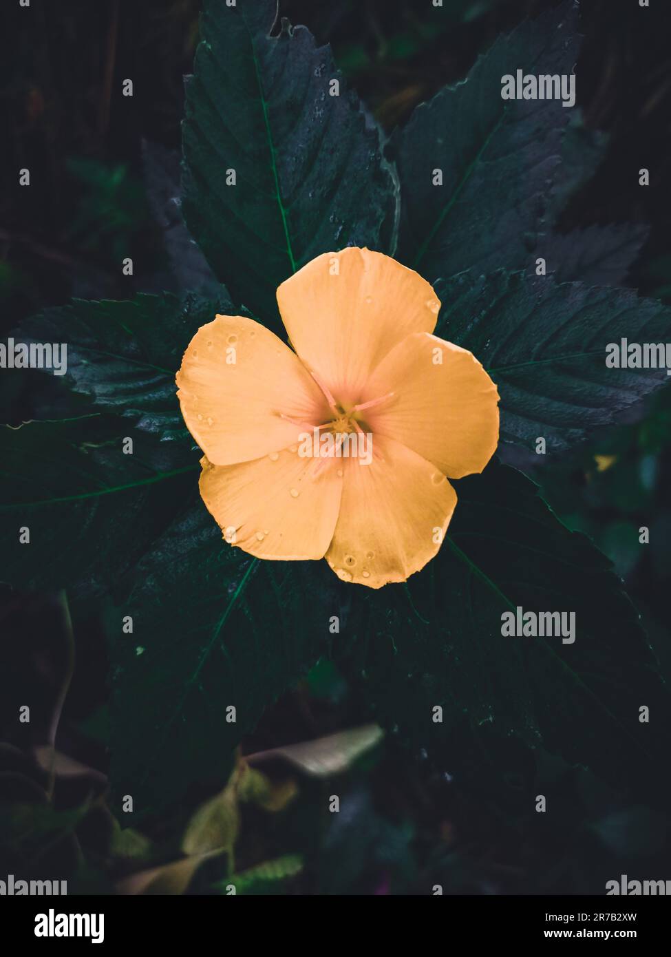 A vertical closeup shot of a blooming yellow turnera flower surrounded by green foliage Stock Photo