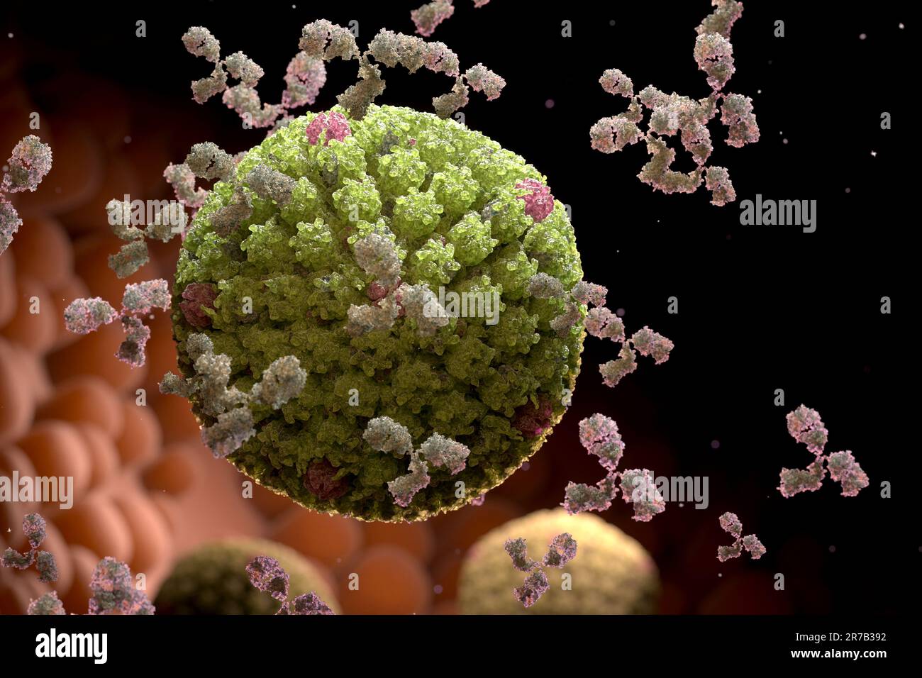 Human Herpes Virus and antibodies, Viral infection. 3d illustration