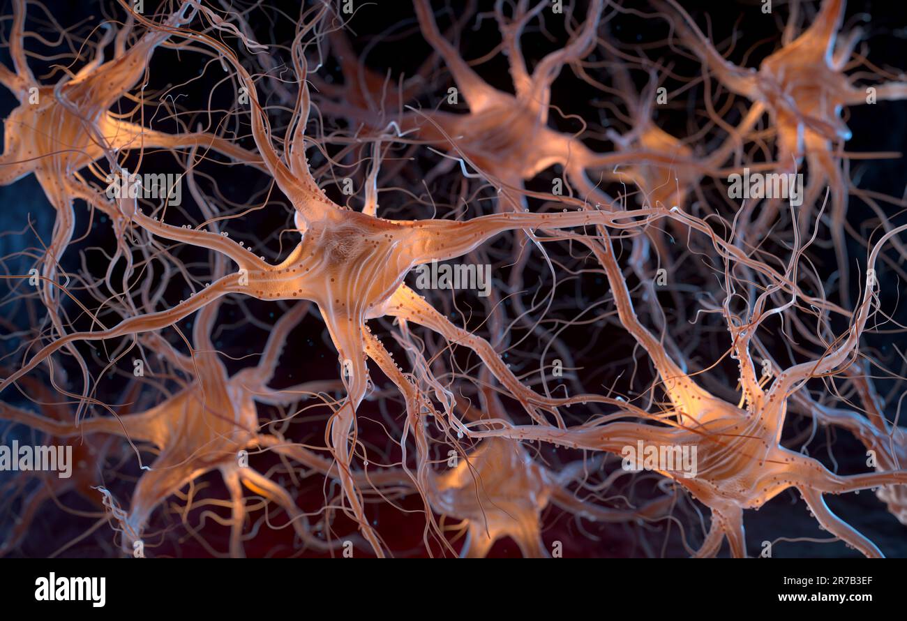 Neurons also known as neurones or nerve cells. Neurons transmit information between different parts of the brain and between the brain and the rest of Stock Photo