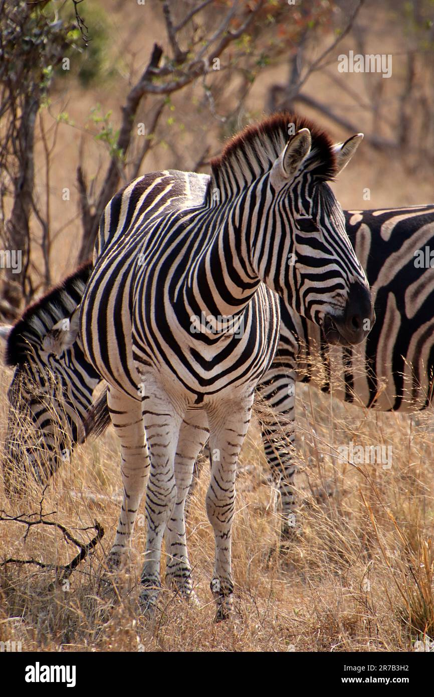Group zebras grazing in tall hi-res stock photography and images - Alamy