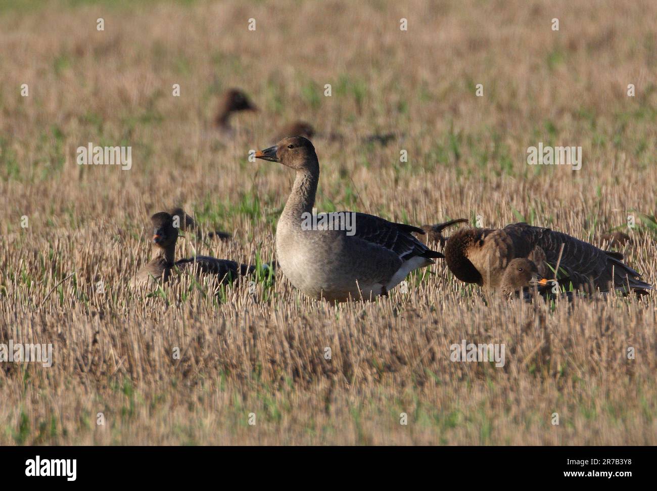 Tundra Bean Goose (Anser fabalis rossicus) a group resting on stuble field  Eccles-on-Sea, Norfolk, UK.            November Stock Photo
