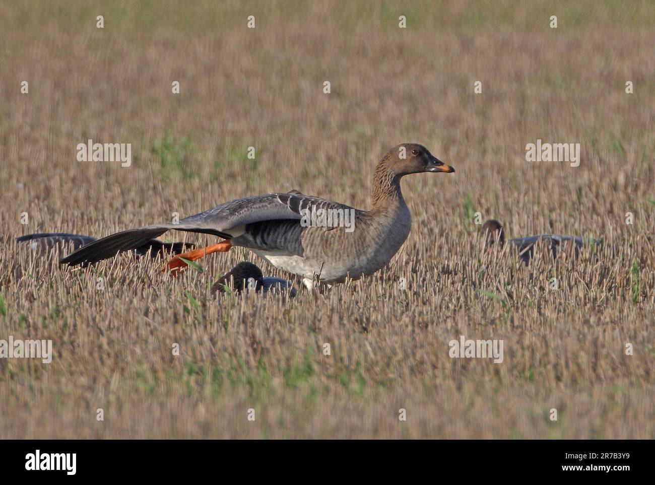 Tundra Bean Goose (Anser fabalis rossicus) adult standing in stuble field, wing stretching  Eccles-on-Sea, Norfolk, UK.            November Stock Photo