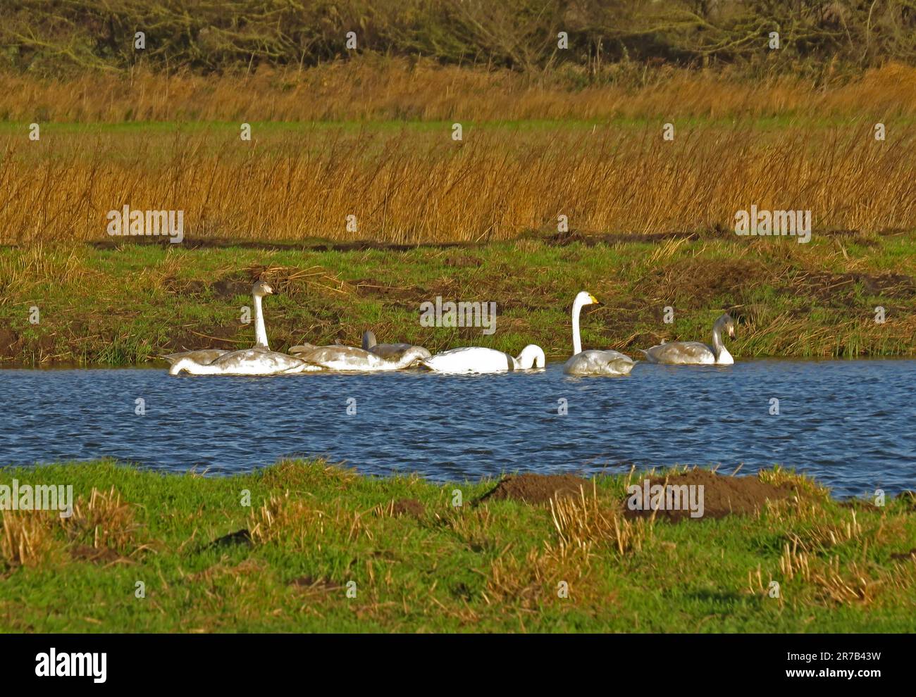 Whooper Swan (Cygnus cygnus) family party on pond on 'Higher Level Stewardship' land  Eccles-on-Sea, Norfolk, UK.        December Stock Photo
