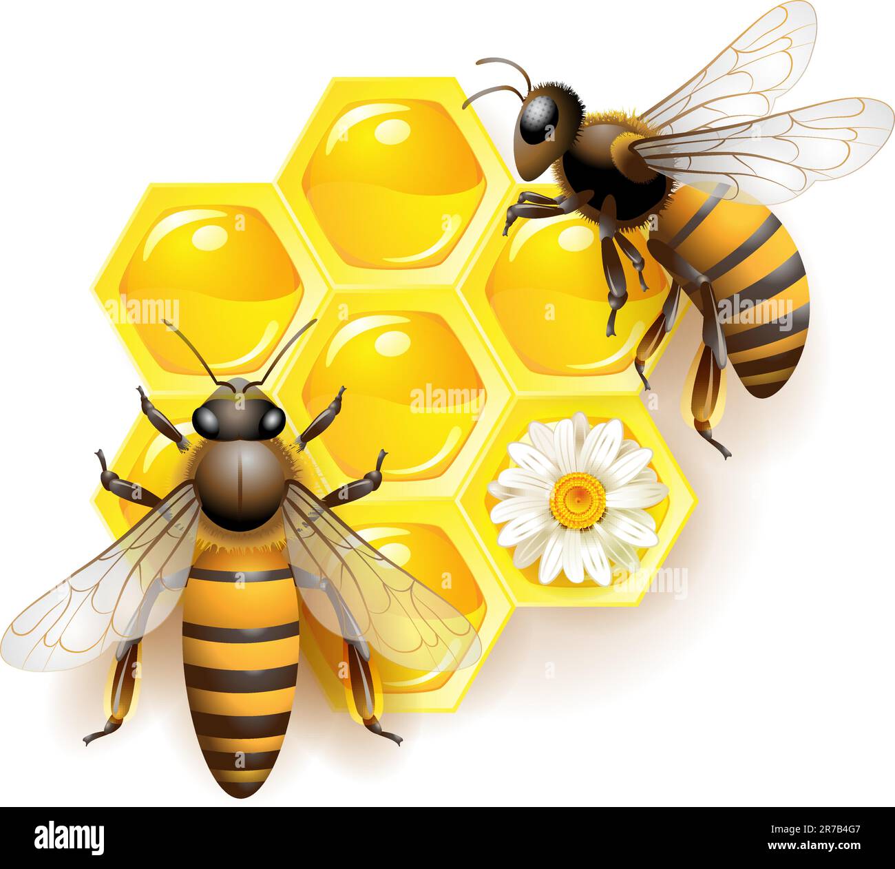 Two bees and honeycombs isolated on white Stock Vector