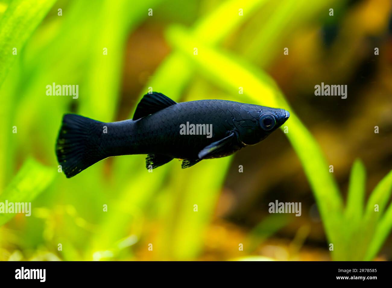 selective focus of a Black molly (Poecilia sphenops) swimming in tank fish with blurred background Stock Photo