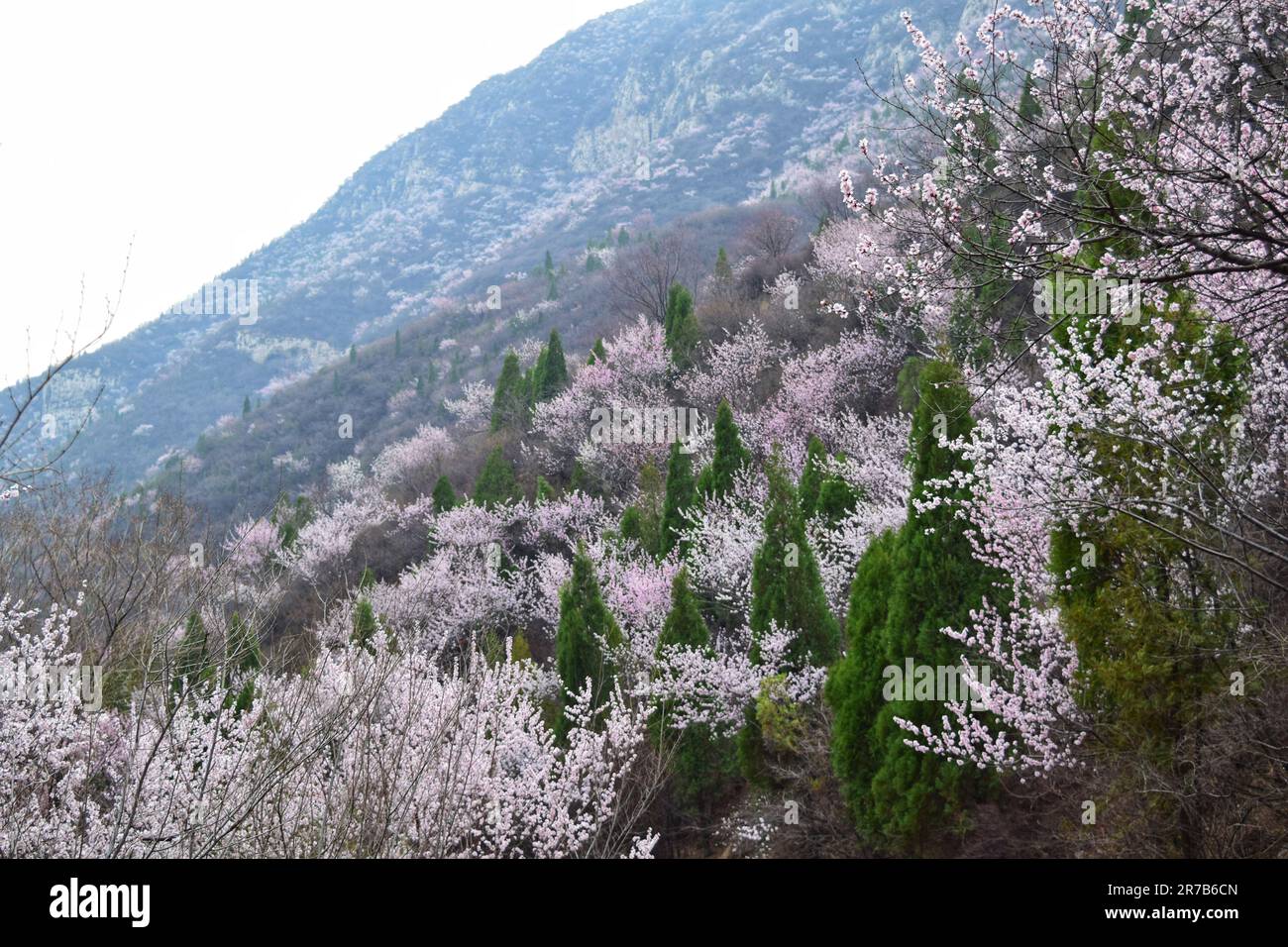 Discover the breathtaking beauty of a sunlit forest adorned with diverse blooming flowers, a 