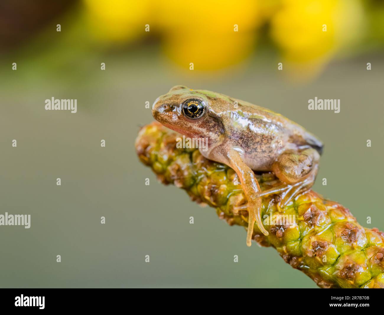 Common froglets photographed in a controlled environment before being returned to the same spot where the yhad been found. Stock Photo