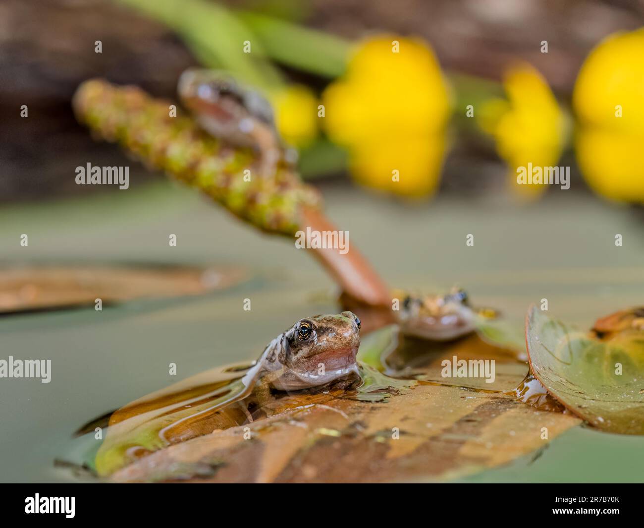 Common froglets photographed in a controlled environment before being returned to the same spot where the yhad been found. Stock Photo