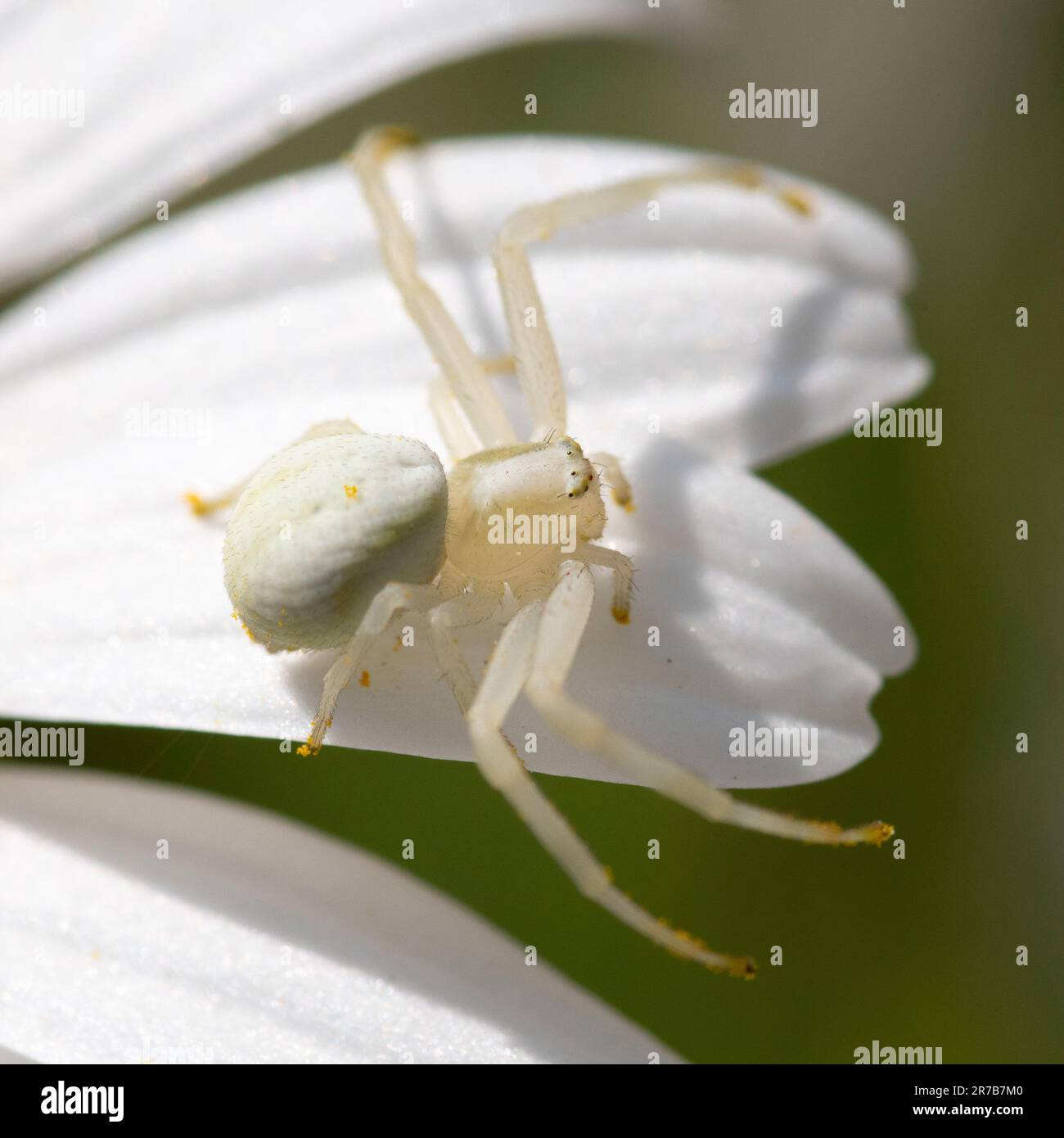 White crab spider (Misumena vatia) on white daisy, Hampshire, England, UK Stock Photo