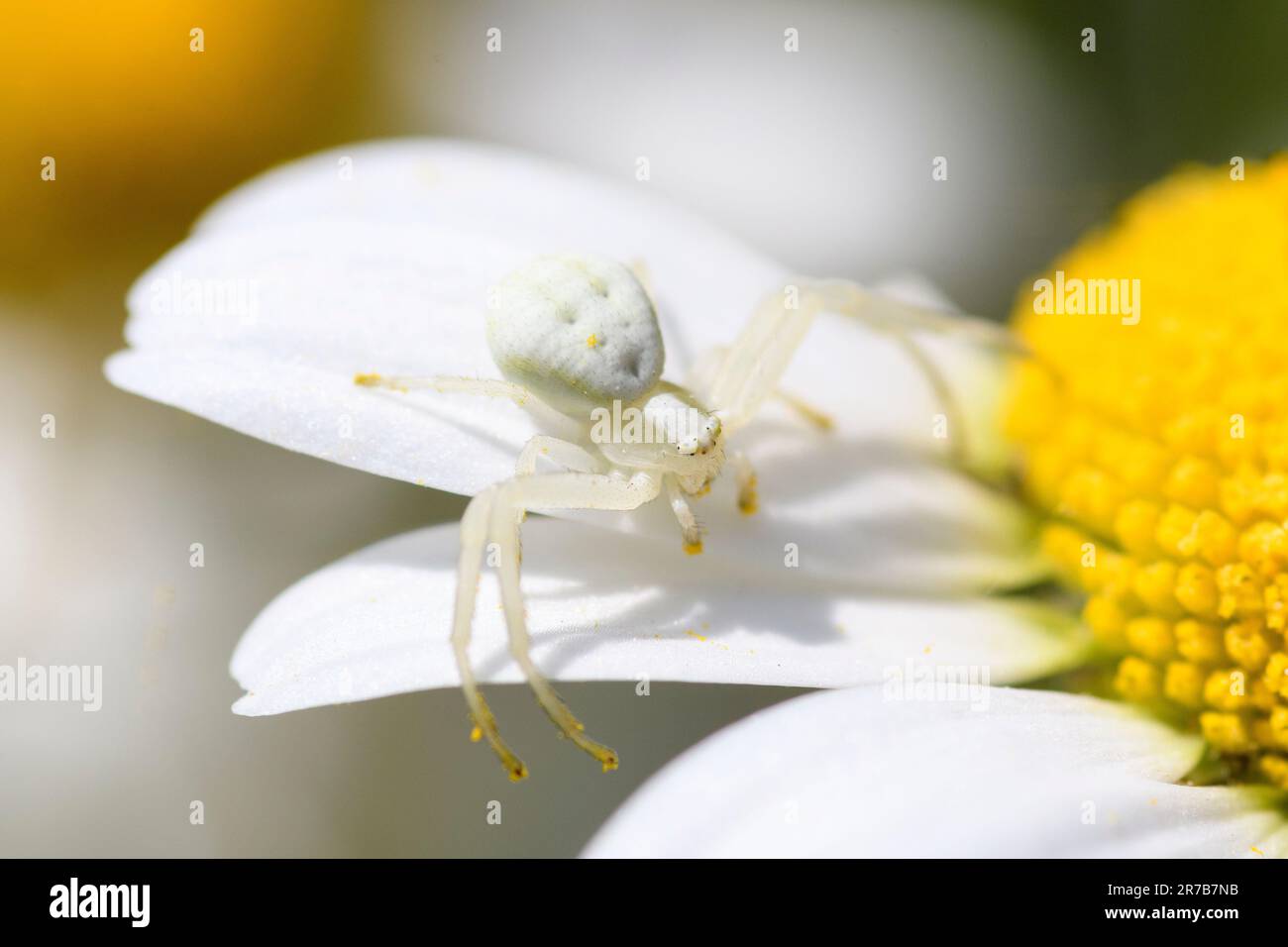 White crab spider (Misumena vatia) on white and yellow daisy, Hampshire, England, UK Stock Photo