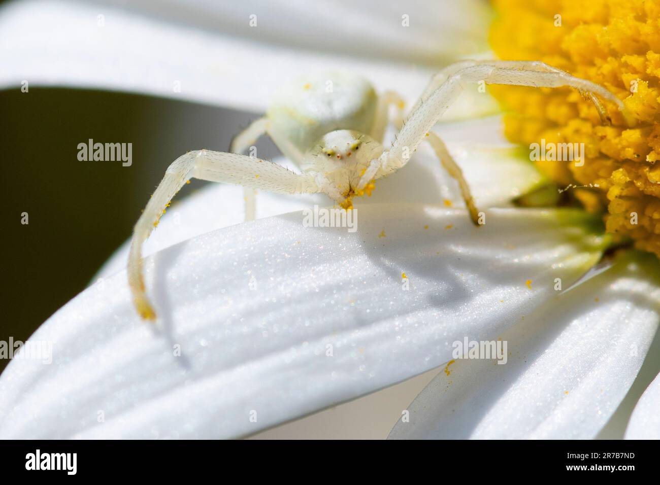 White crab spider (Misumena vatia) on white and yellow daisy, Hampshire