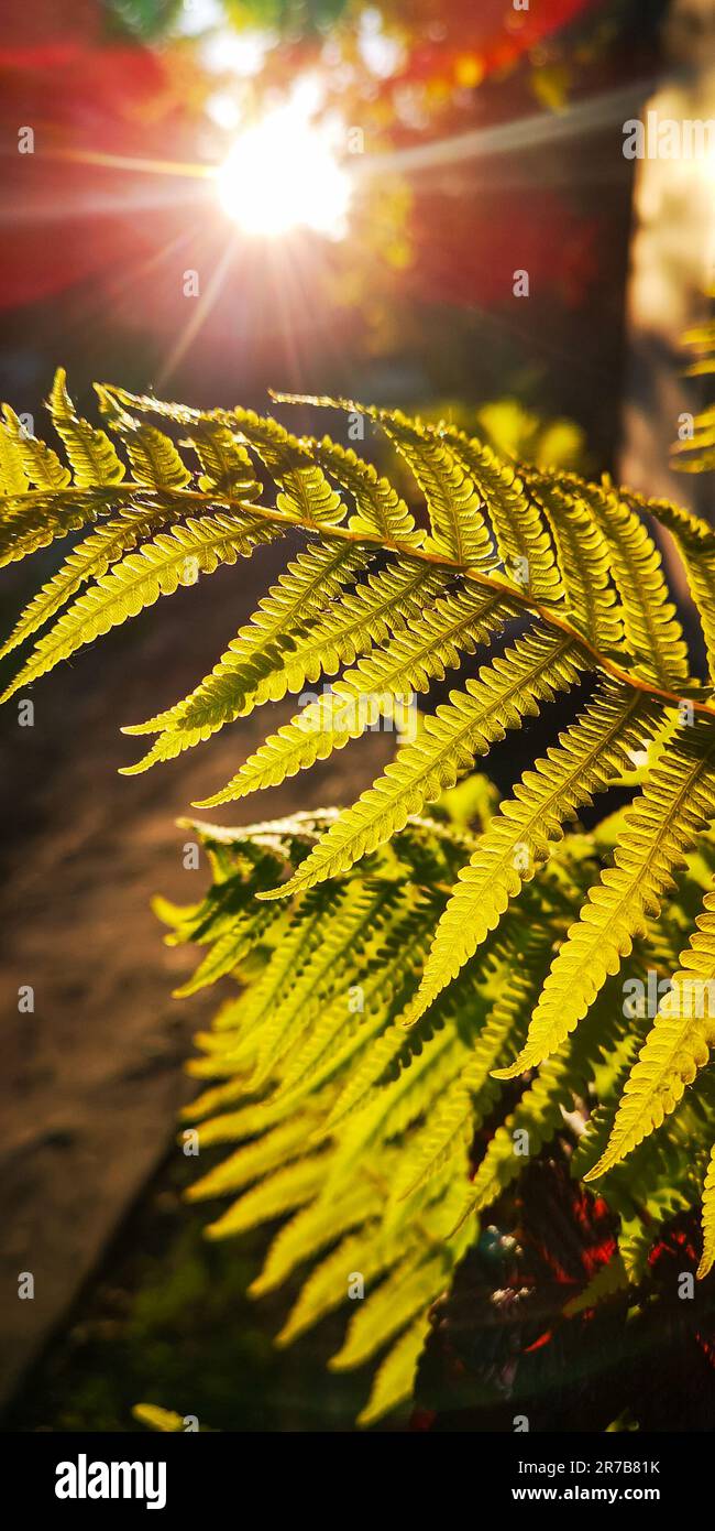 Wild natural green fern leaf in the backlight of the setting sun. Wild fern leaves, osmunda regalis, EAR TREES, OR PIICHES, tree fern branch Cyathea m Stock Photo