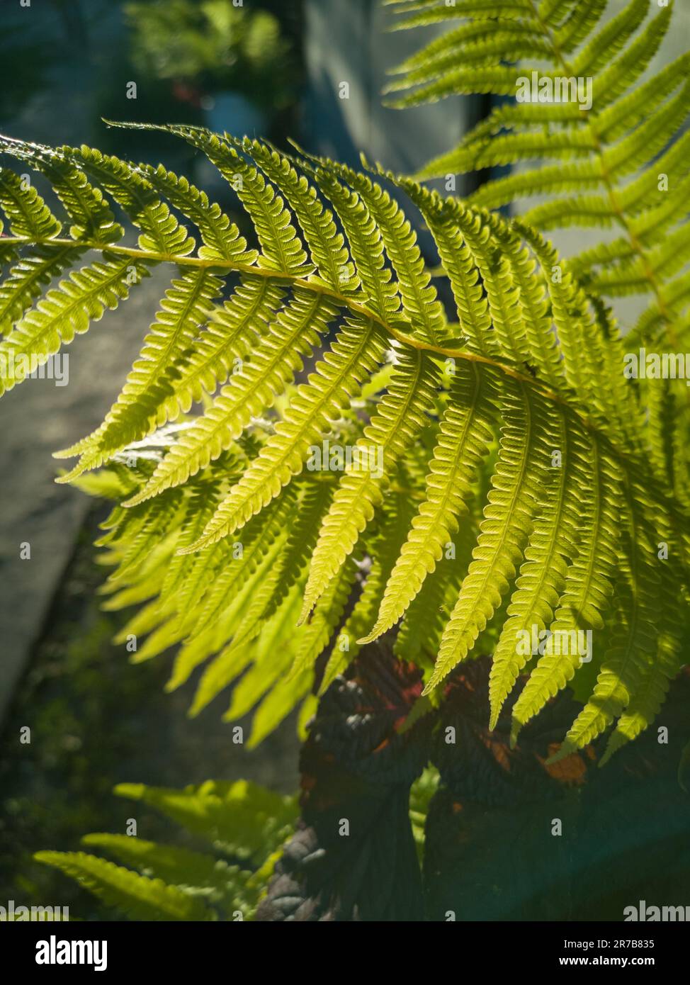 Wild natural green fern leaf in the backlight of the setting sun. Wild fern leaves, osmunda regalis, EAR TREES, OR PIICHES, tree fern branch Cyathea m Stock Photo