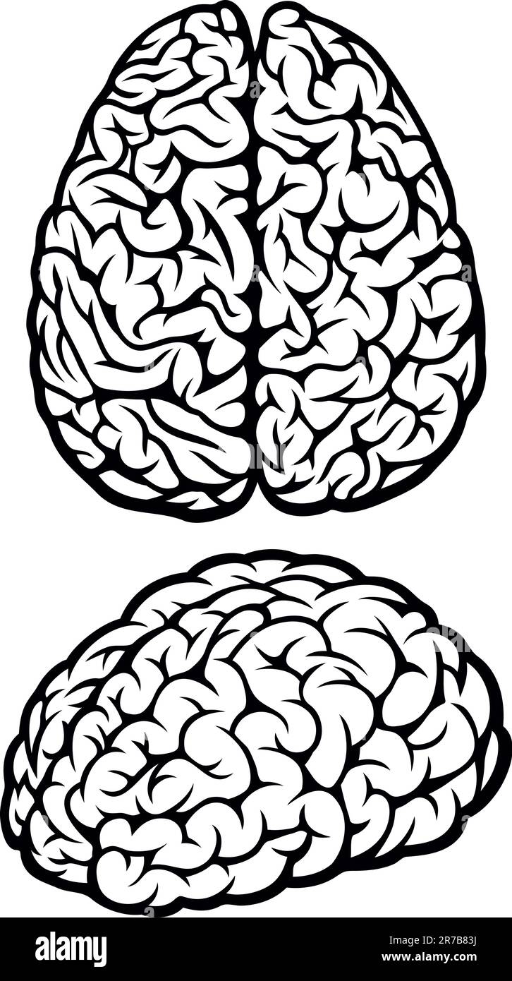 Brain. Vector Illustration Stock Vector