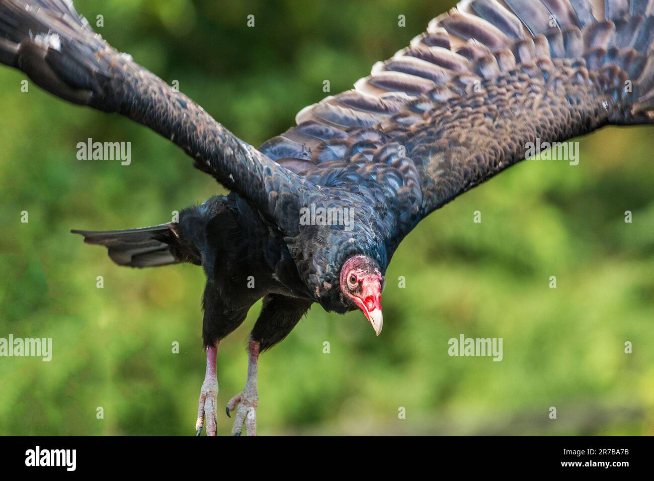 Turkey Vulture In Flight Stock Photo Alamy Turkey Vulture In Flight Stock Photo Alamy