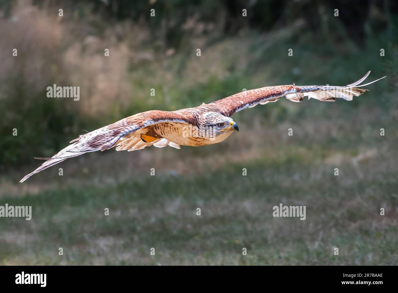 Ferruginous hawk in flight hi-res stock photography and images - Alamy