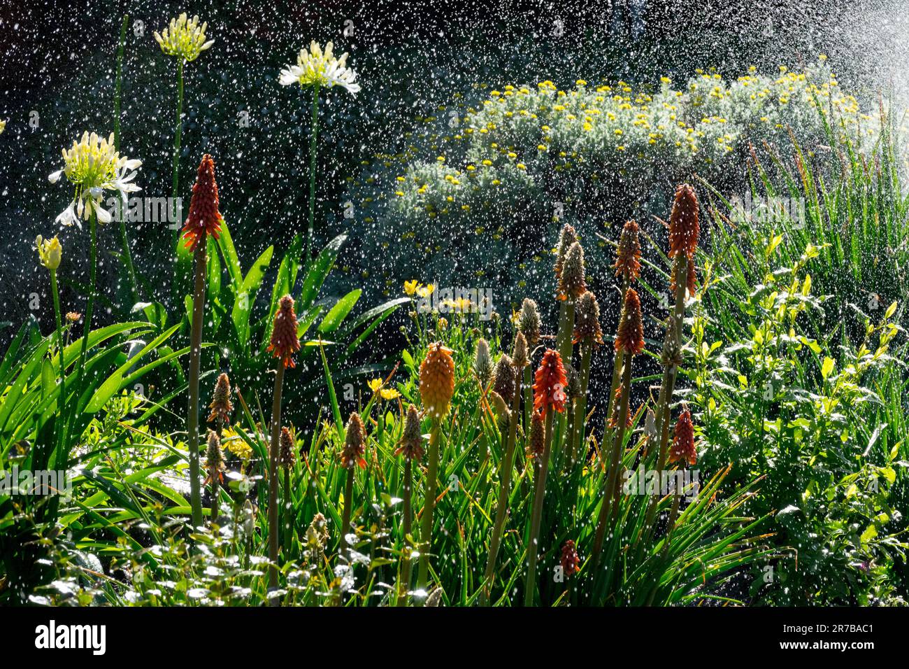 Spraying Watering, Garden, Summer, Flowers Torch lilies White Agapanthus Stock Photo