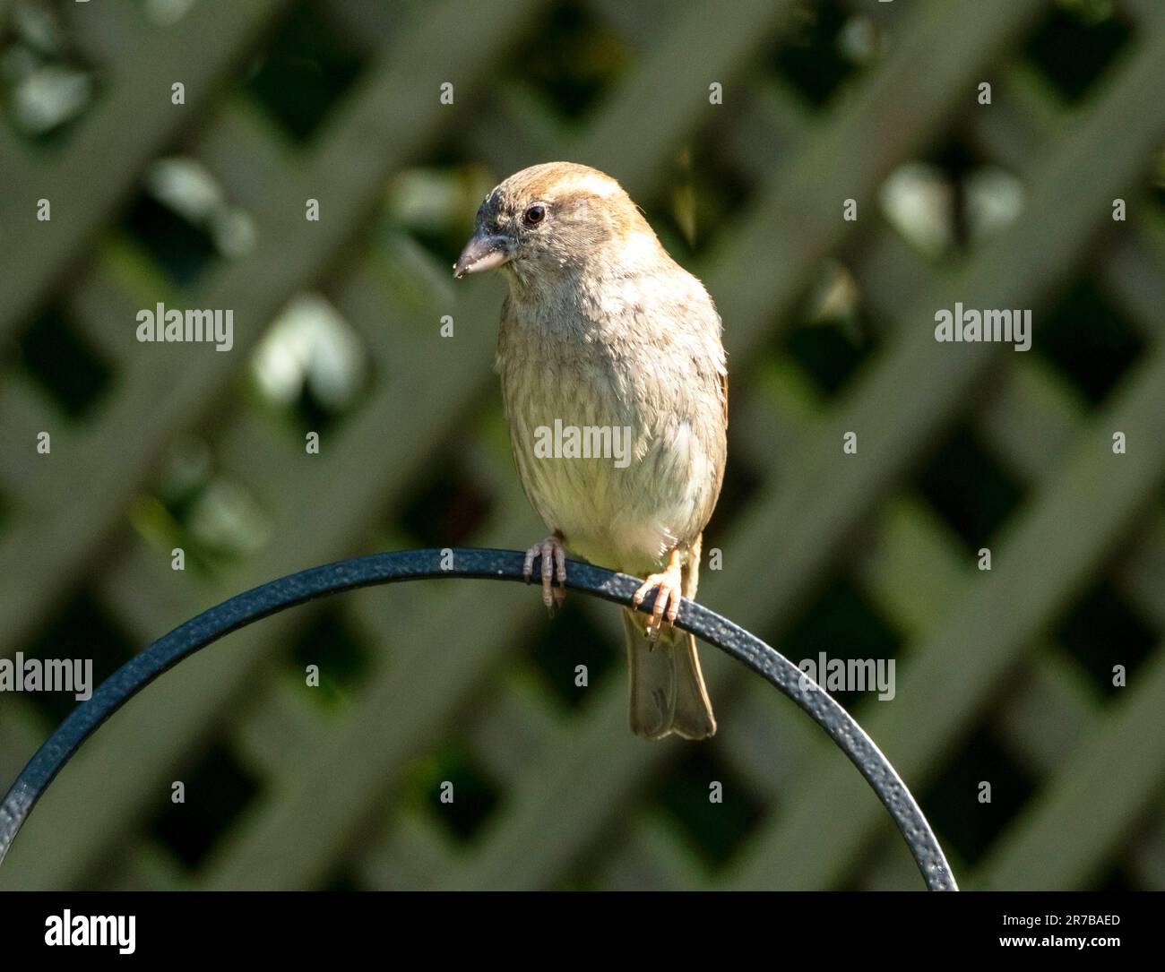 Female House Sparrow, Passer domesticus perched in a garden, West Lothian, Scotland Stock Photo