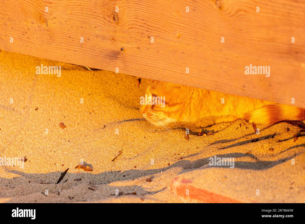 An orange tabby cat hiding behind a wooden fence Stock Photo - Alamy
