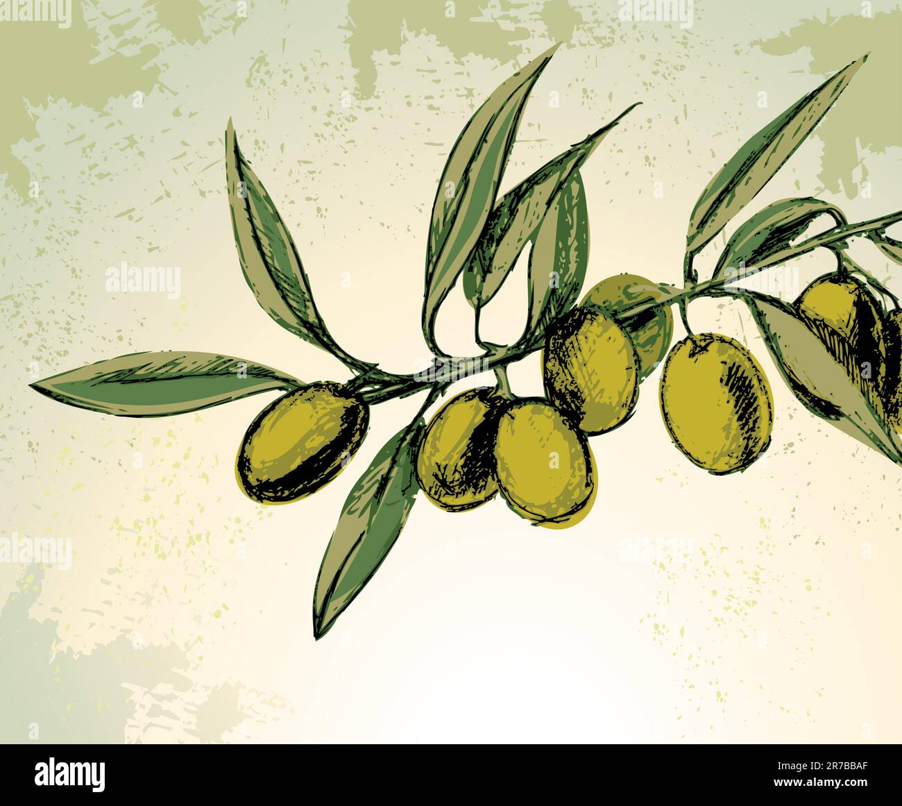 Vector illustration - green olives on the branch Stock Vector Image ...