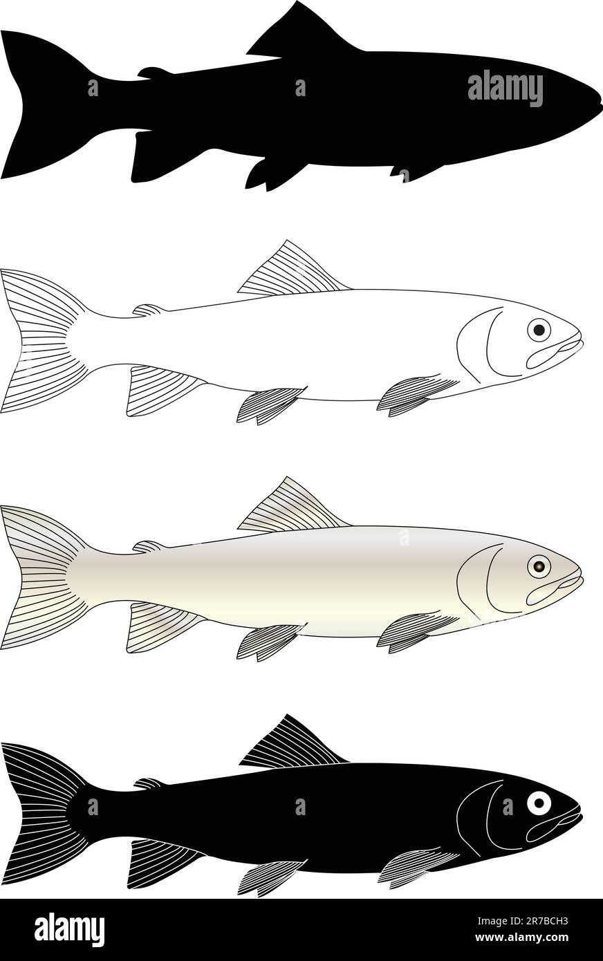 trout fish vector Stock Vector Image & Art Alamy
