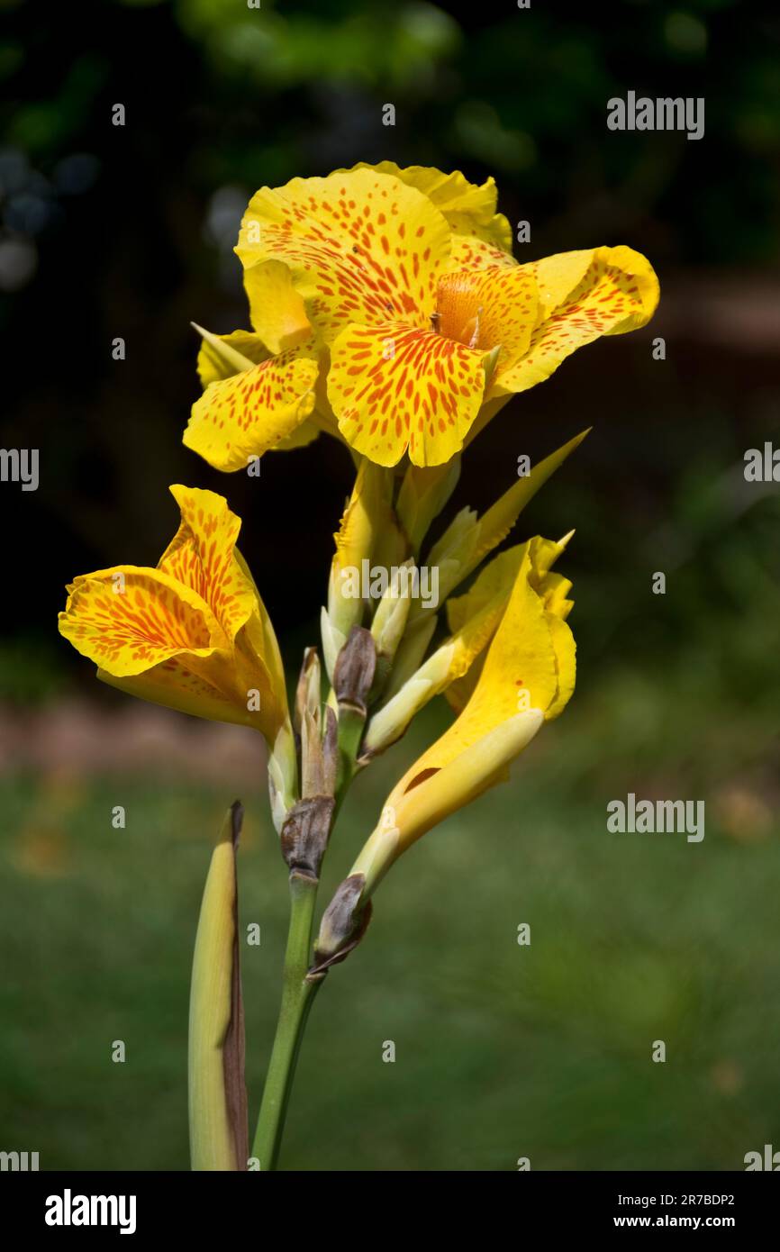 Beautiful and vibrant golden yellow canna lily flowers blooming in late Spring Stock Photo