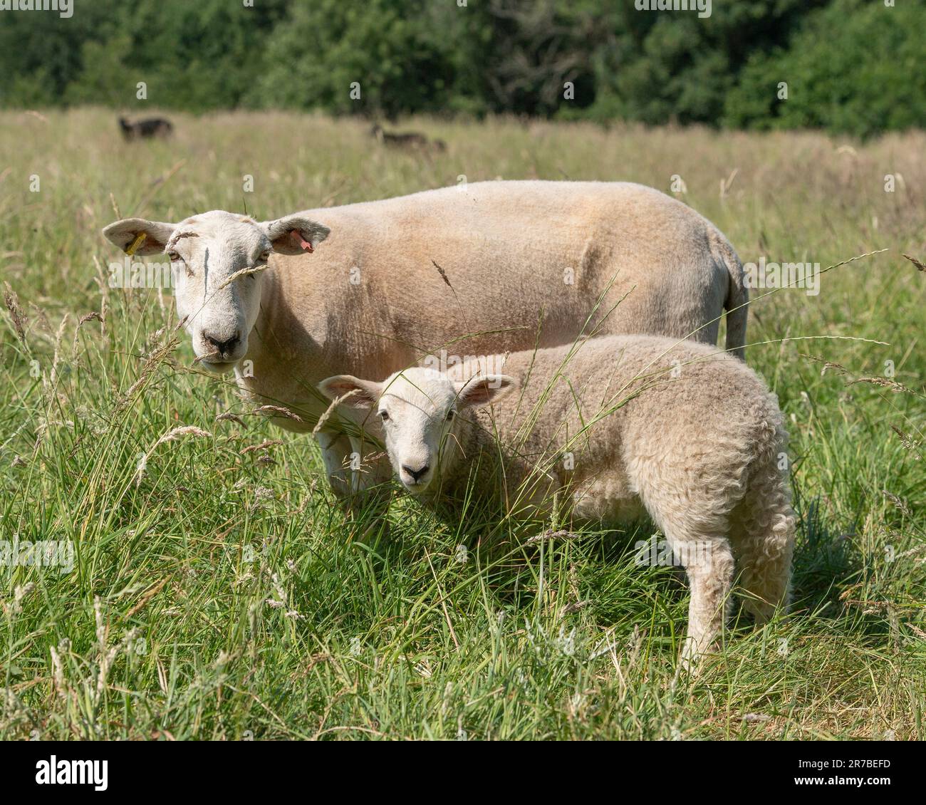 Welsh ewe and her lamb Stock Photo