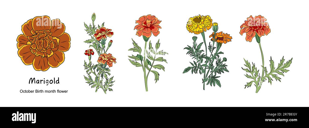 Marigold October Birth month flower vector art Stock Vector Image & Art