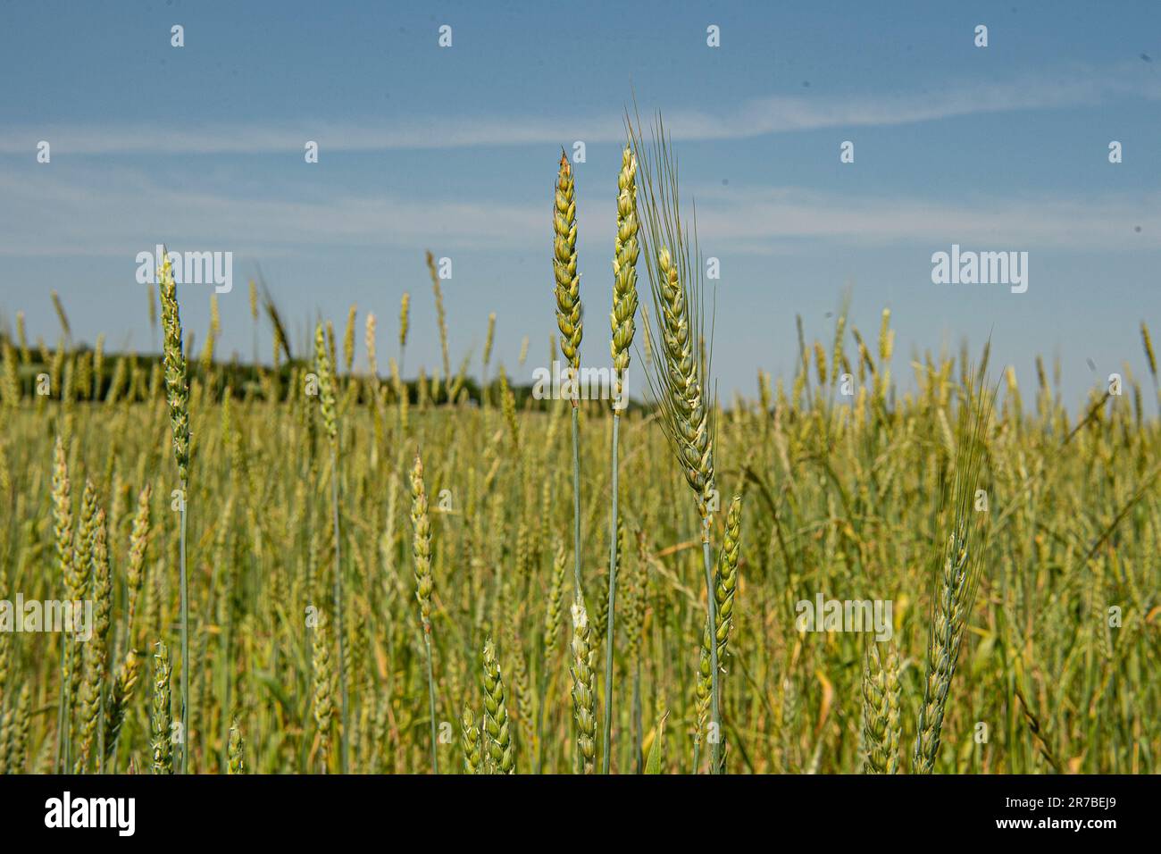red lammas heritage wheat Stock Photo