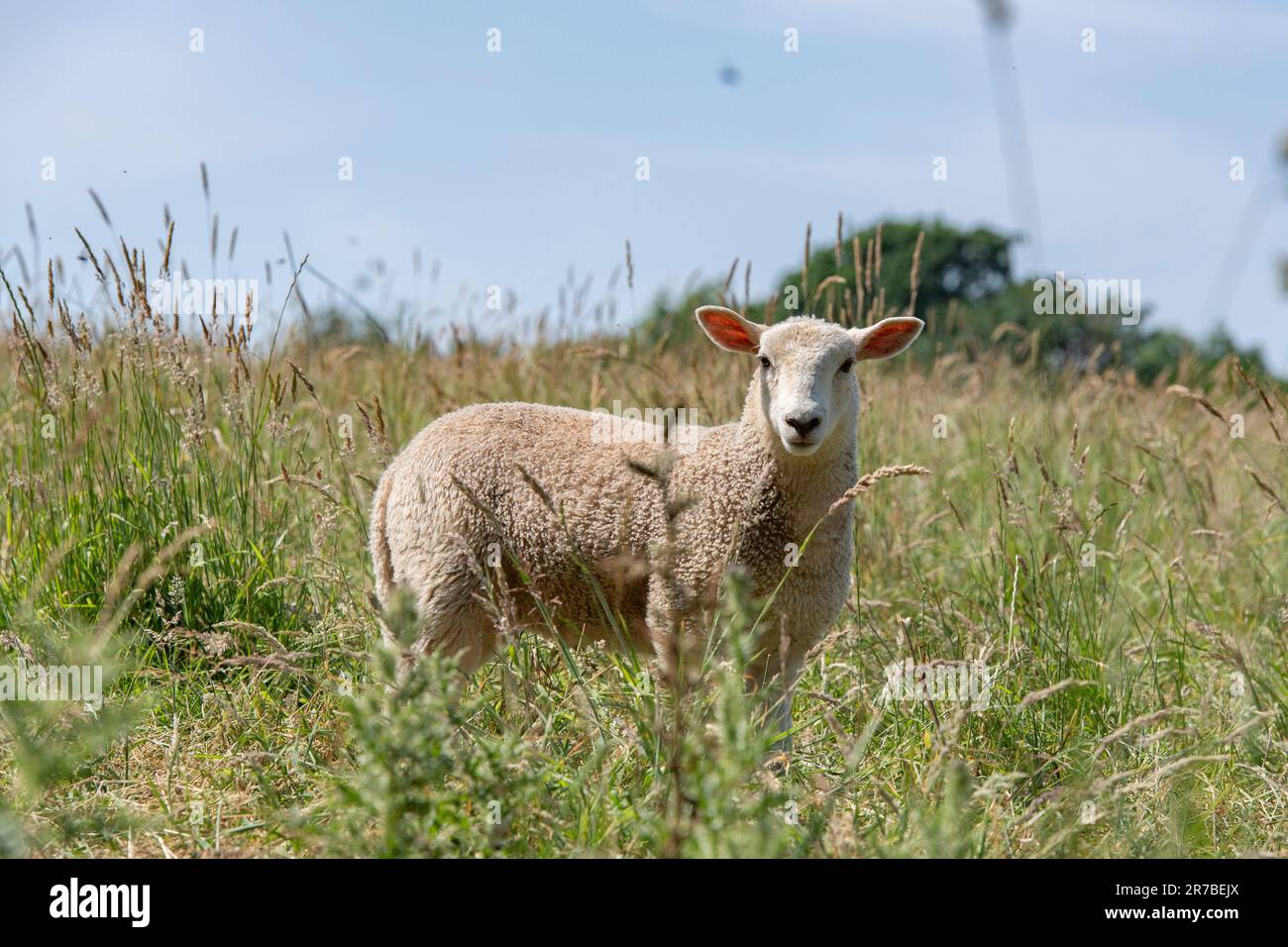 lamb in long grass Stock Photo