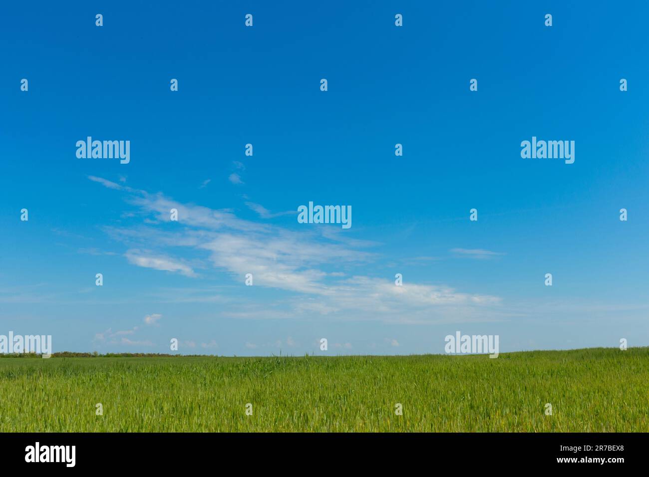 Green field of grass in spring, landscape Stock Photo - Alamy