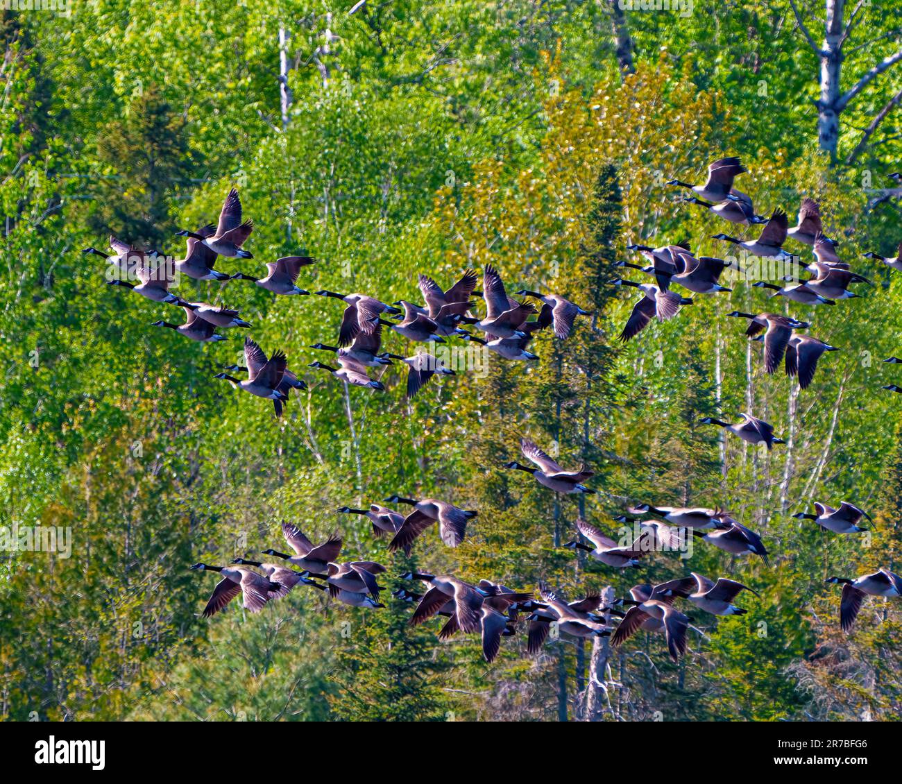 Group of Canada Geese flying over evergreen trees background in their environment and habitat surrounding.  Flock of birds. Flying birds. Stock Photo