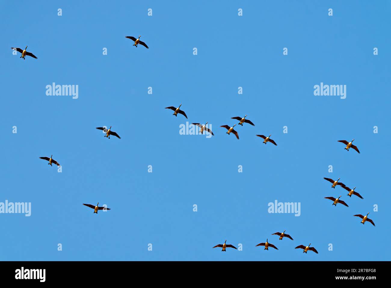 Flock of Canada Geese flying against blue sky. Group of birds. Colony of birds. Flying birds. Stock Photo