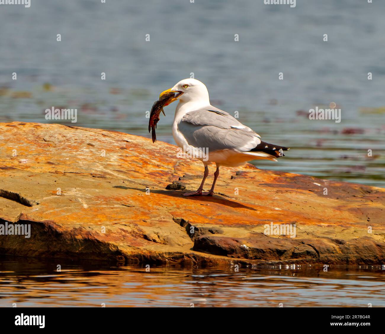 Seagull close-up side view eating a fish on a rock with water ...