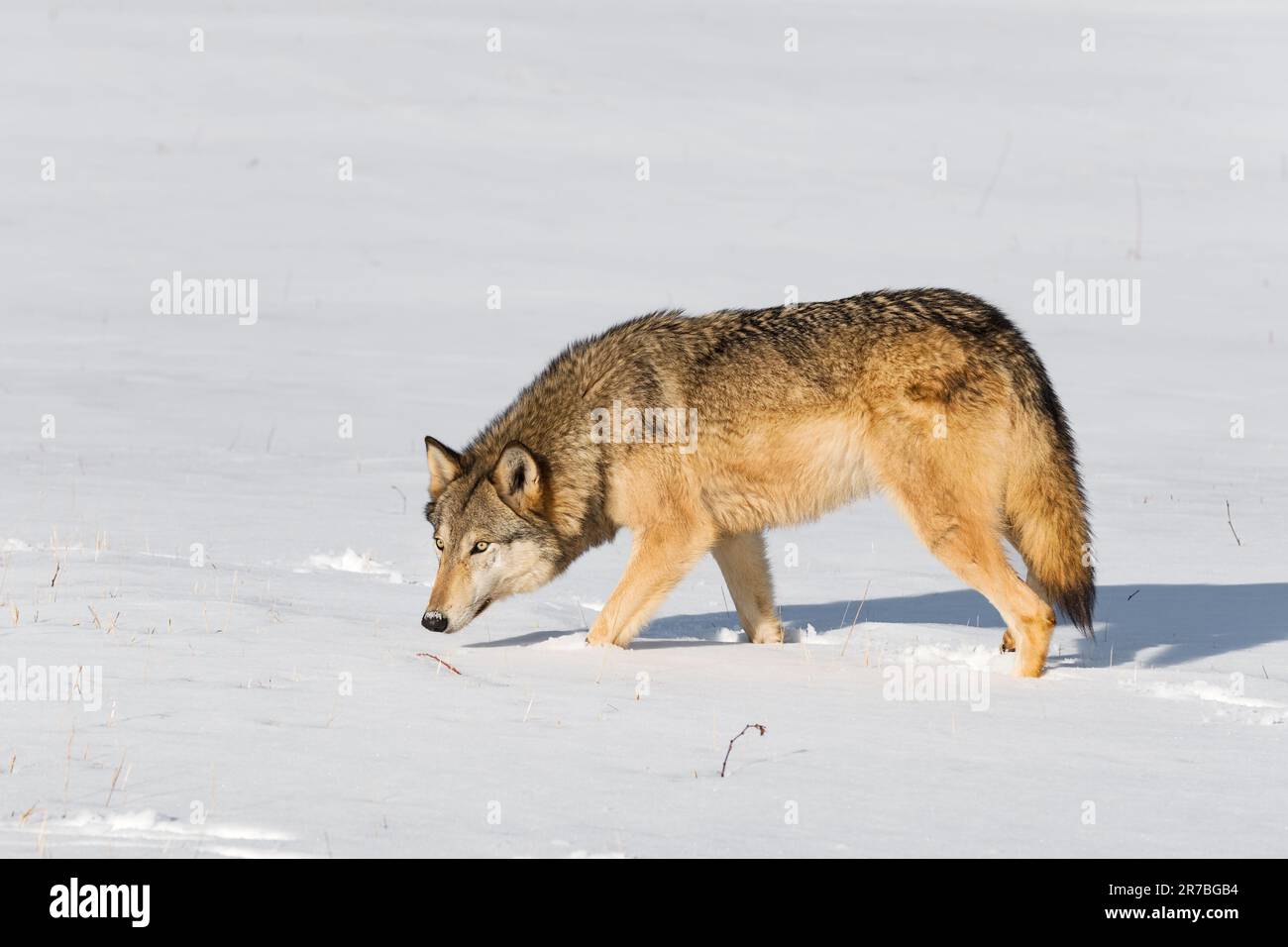 Grey Wolf (Canis lupus) Walks Left in Field Nose Down Looking Out Winter - captive animal Stock Photo