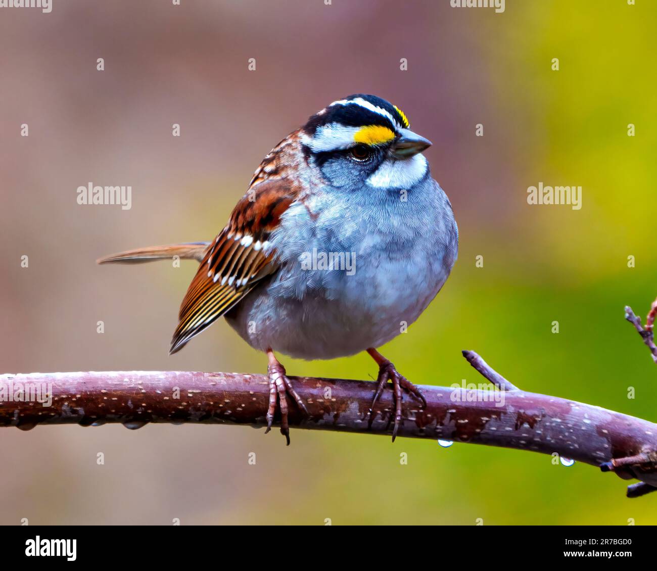 Sparrow close up front view perched on a branch with a coloured background in its environment and habitat surrounding. White-crowned Sparrow Portrait. Stock Photo